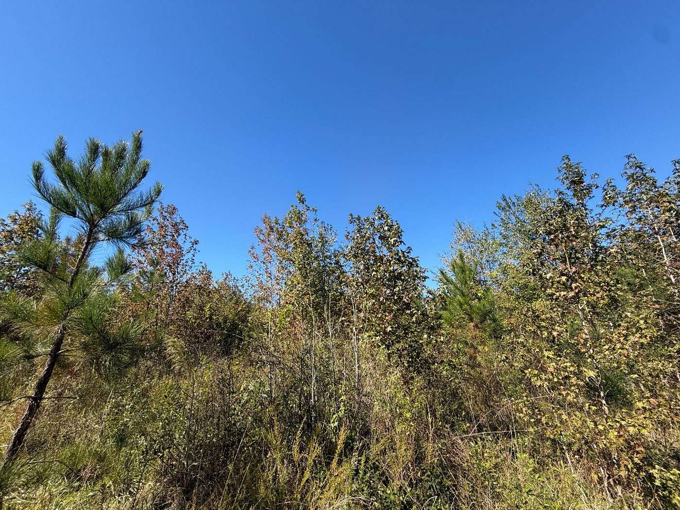 20.3 Acres of Recreational Land for Sale in Cheek Creek Township, North Carolina