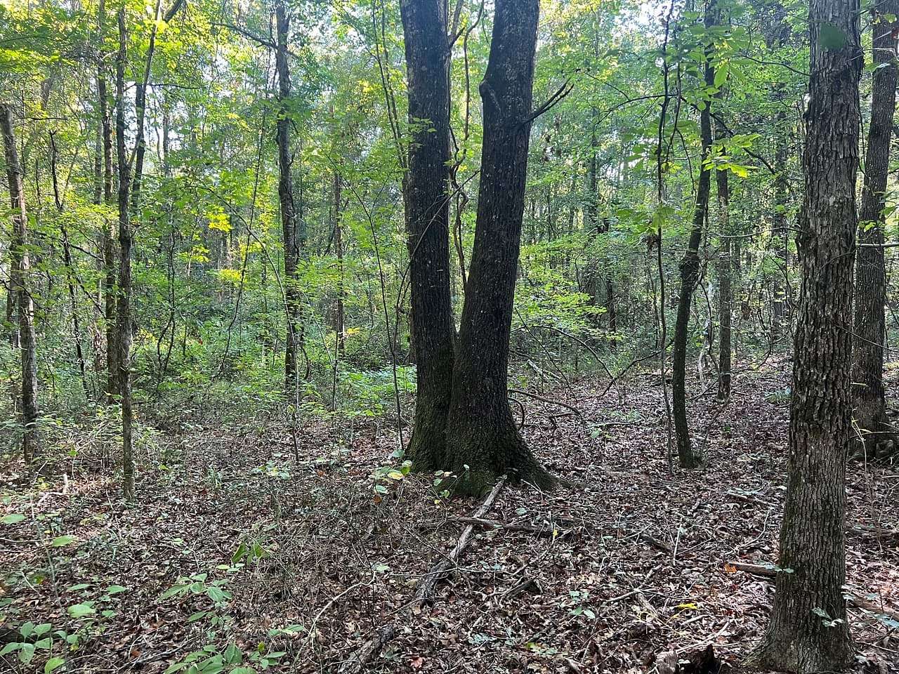 20 Acres of Recreational & Residential Land for Sale in Kosciusko, Mississippi