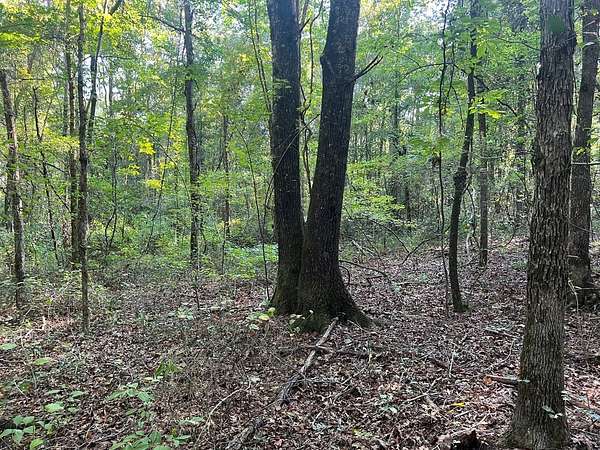 20 Acres of Recreational & Residential Land for Sale in Kosciusko, Mississippi
