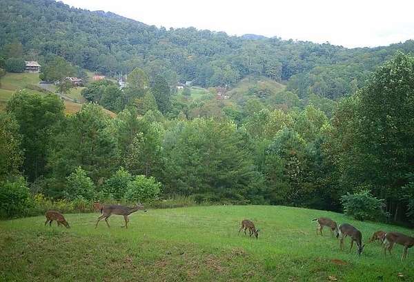 1.47 Acres of Residential Land for Sale in Franklin, North Carolina