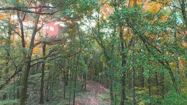 214 Acres of Recreational Land for Sale in Selma, Alabama