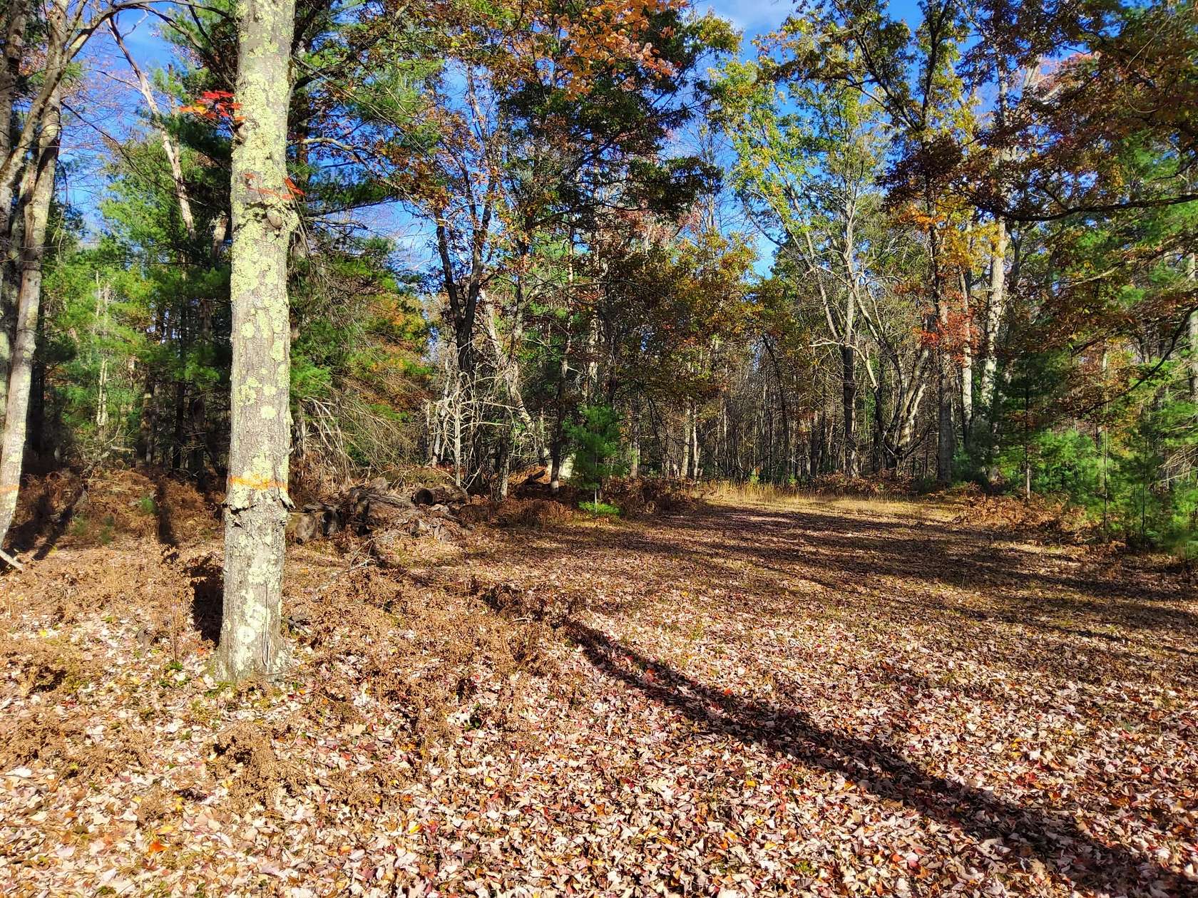 17 Acres of Recreational & Residential Land for Sale in Bitely, Michigan