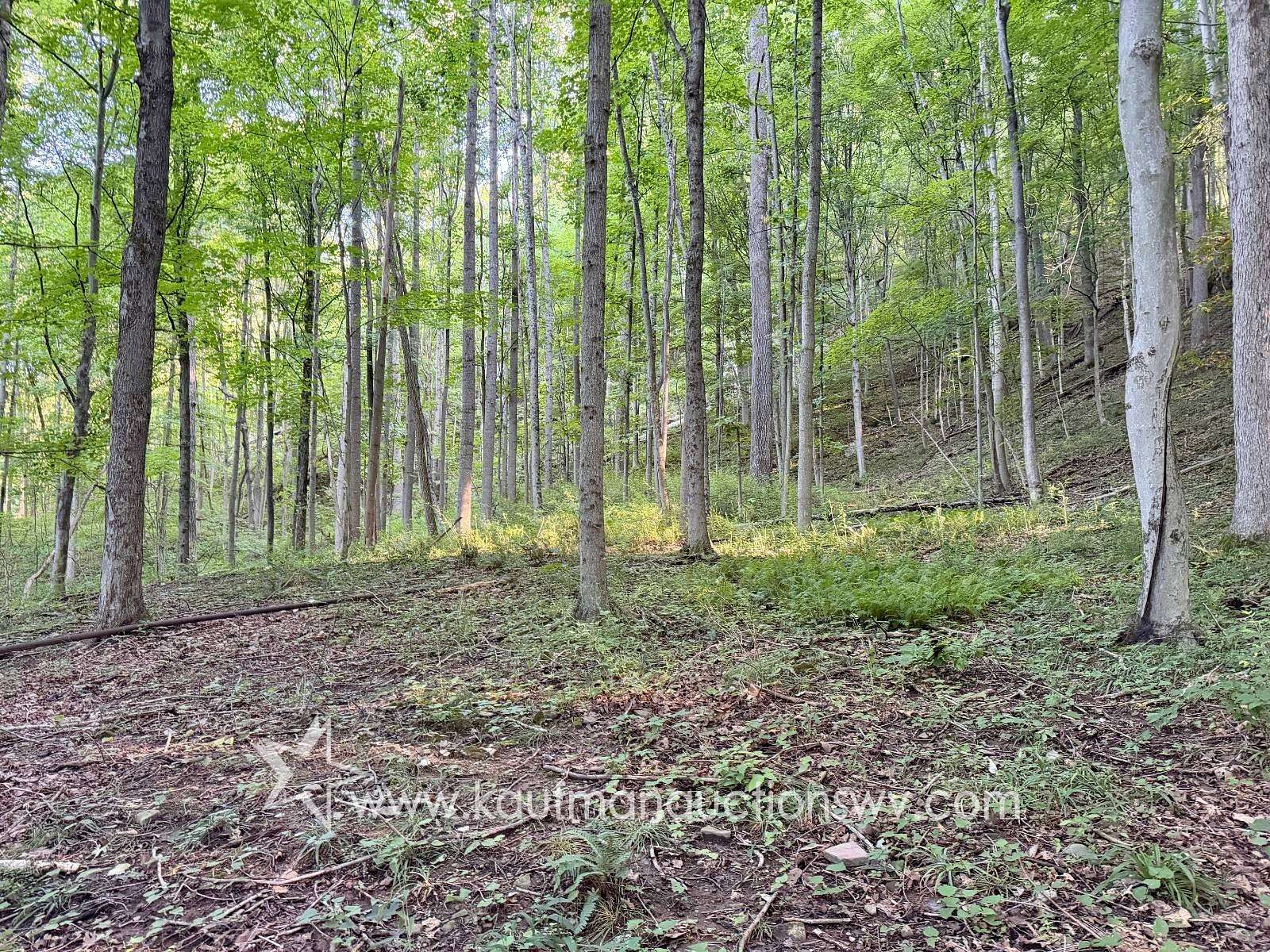 144 Acres of Recreational Land for Auction in St. Marys, West Virginia