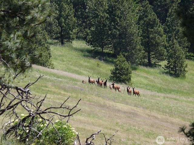 60 Acres of Recreational Land for Sale in Waitsburg, Washington