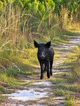 40 Acres of Recreational Land for Sale in Perry, Florida