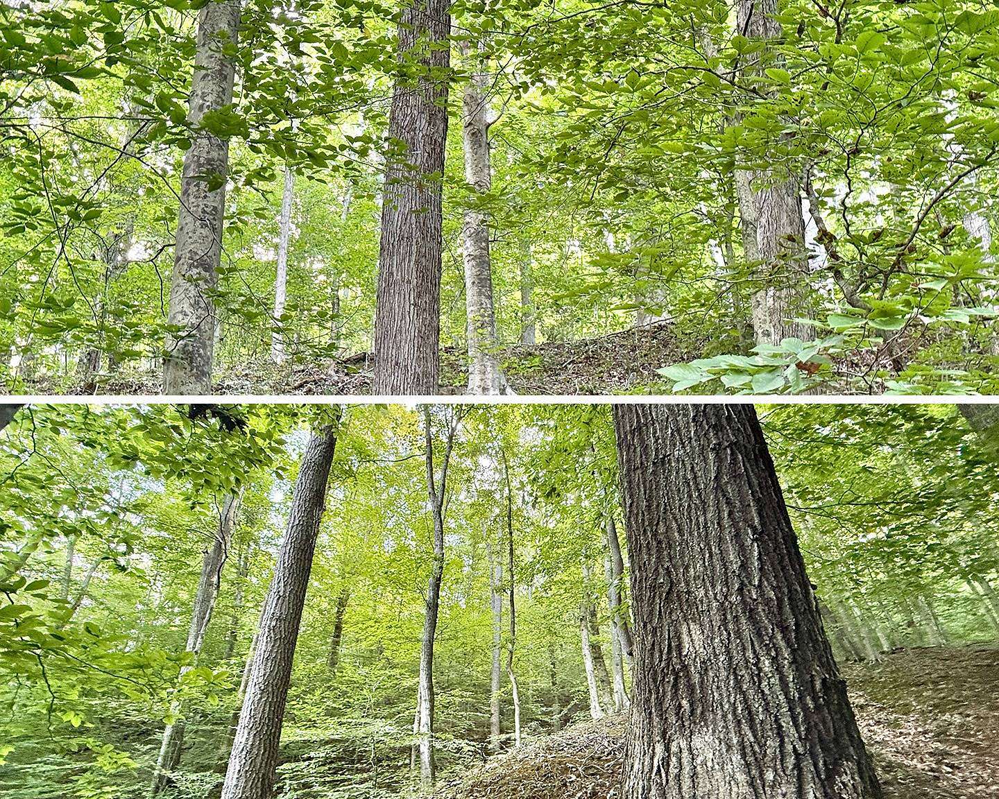 49 Acres of Recreational Land for Auction in Sumerco, West Virginia