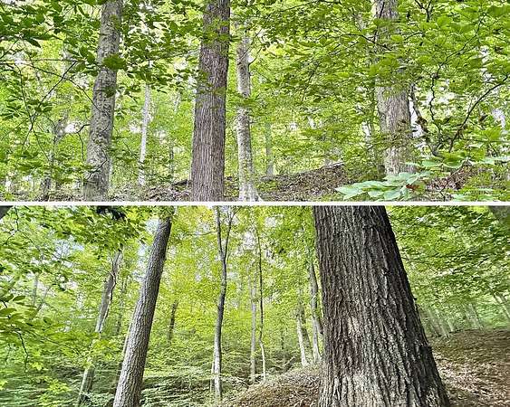 49 Acres of Recreational Land for Sale in Sumerco, West Virginia