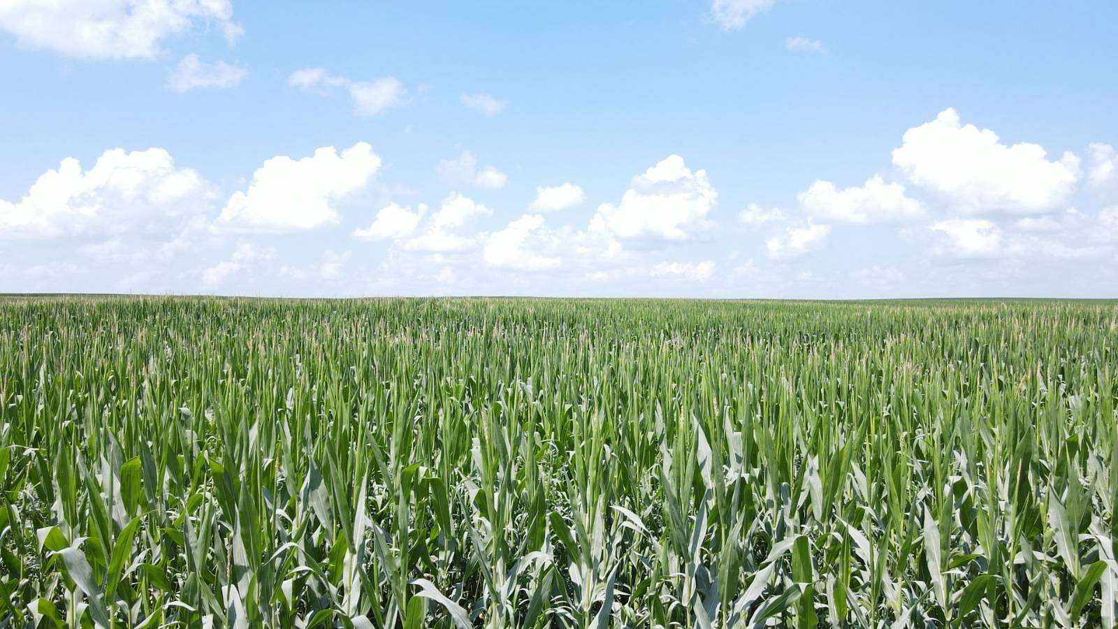 121 Acres of Agricultural Land for Auction in Winthrop, Iowa