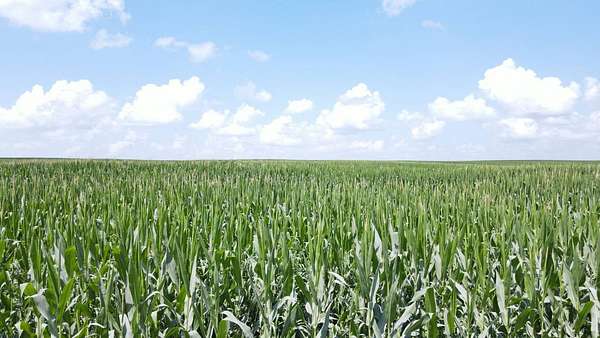 121 Acres of Agricultural Land for Auction in Winthrop, Iowa