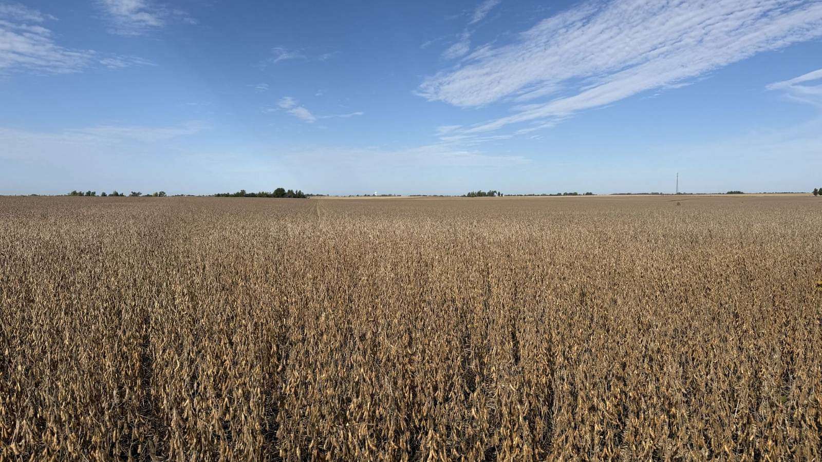 78.8 Acres of Agricultural Land for Auction in Springville, Iowa