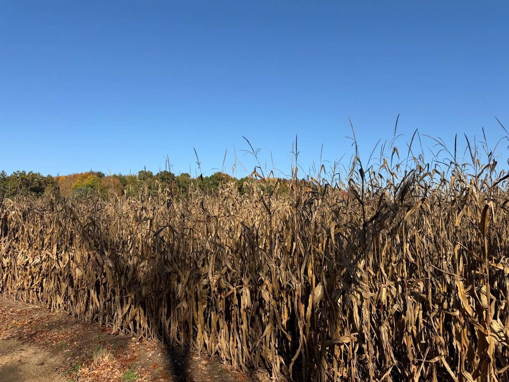 19.2 Acres of Land for Sale in Marcellus, Michigan
