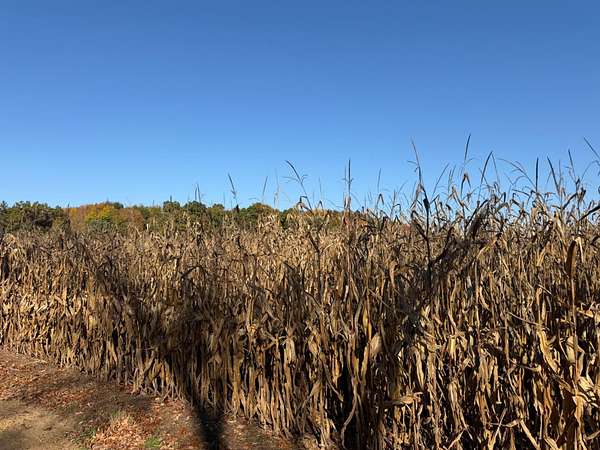 19.2 Acres of Land for Sale in Marcellus, Michigan