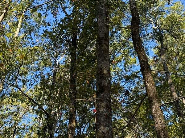 18 Acres of Land for Sale in Chatham, Louisiana