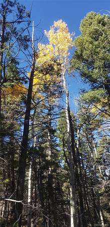 5.5 Acres of Residential Land for Sale in Fort Garland, Colorado