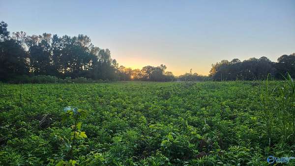 32 Acres of Land for Sale in Altoona, Alabama