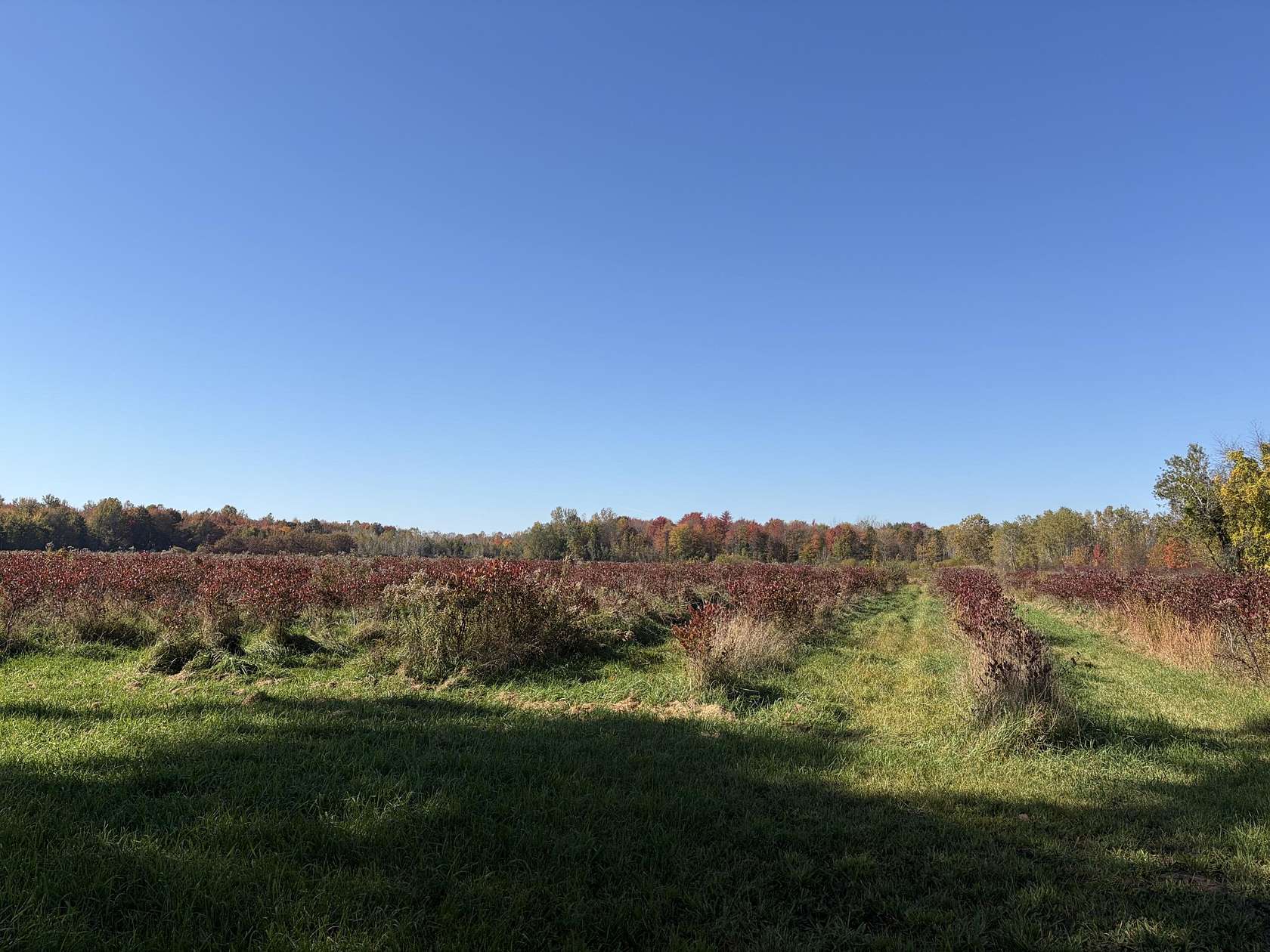 40 Acres of Land for Sale in Grand Junction, Michigan