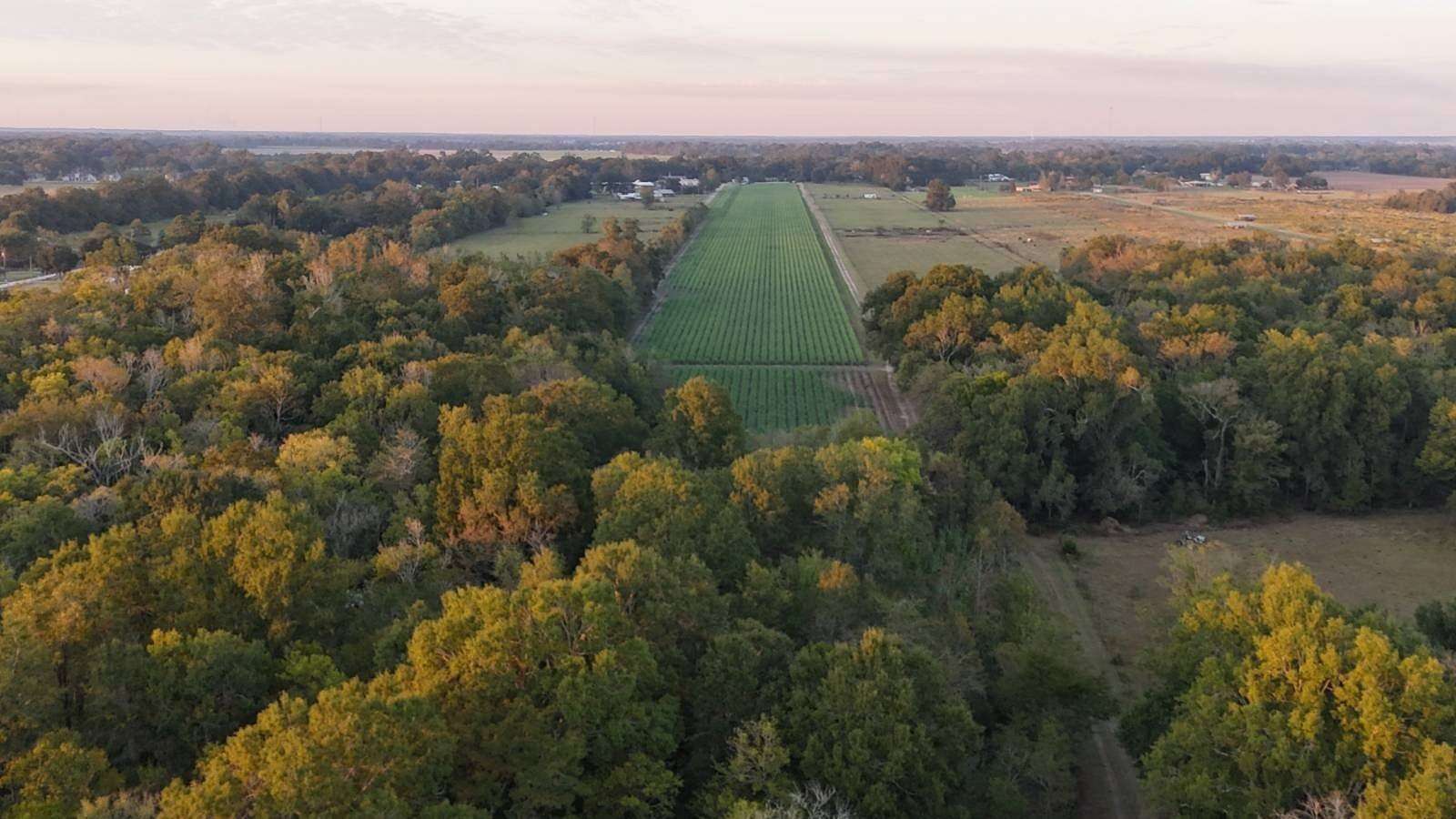 180 Acres of Recreational Land for Sale in Leonville, Louisiana