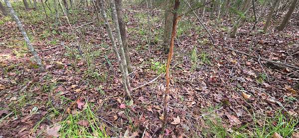 4 Acres of Residential Land for Sale in Valley Grande, Alabama