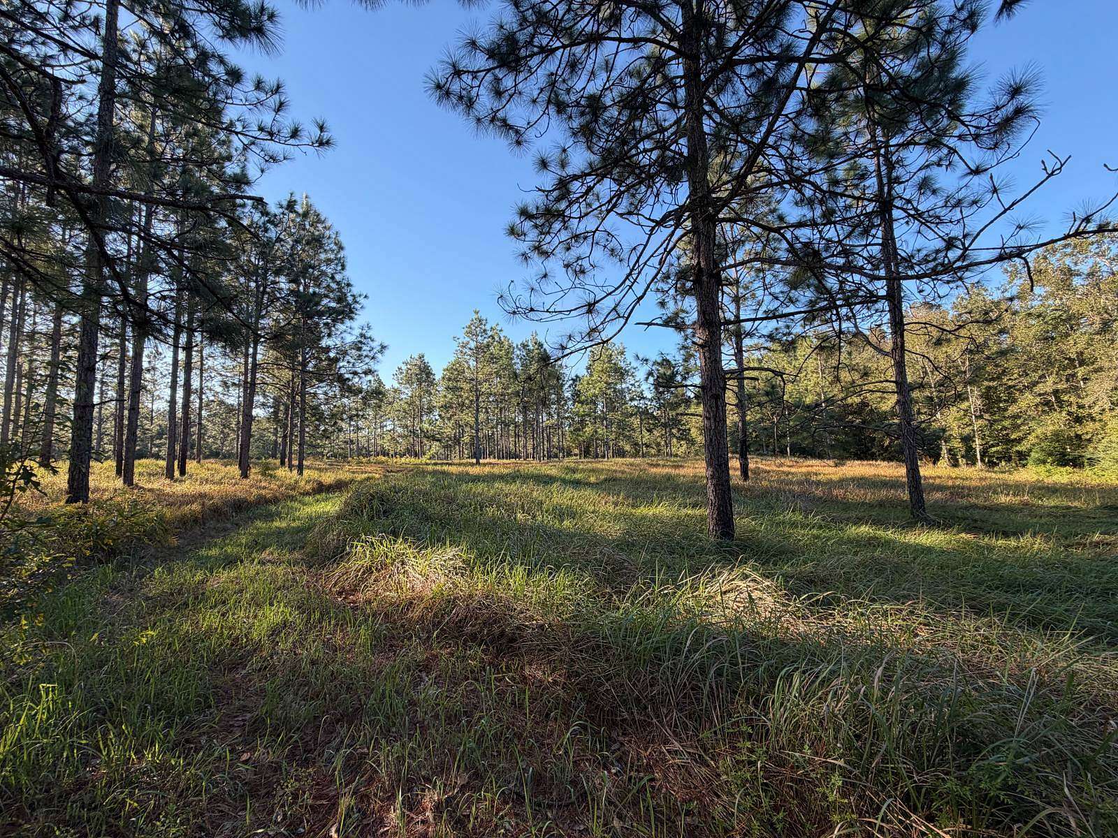 18.2 Acres of Land for Sale in Loxley, Alabama