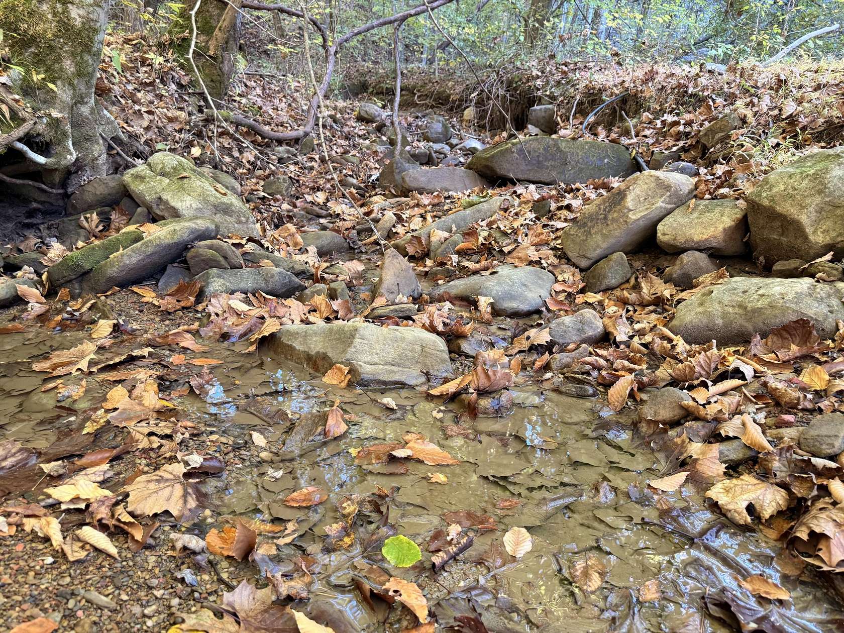 40 Acres of Land for Sale in Blackmont, Kentucky