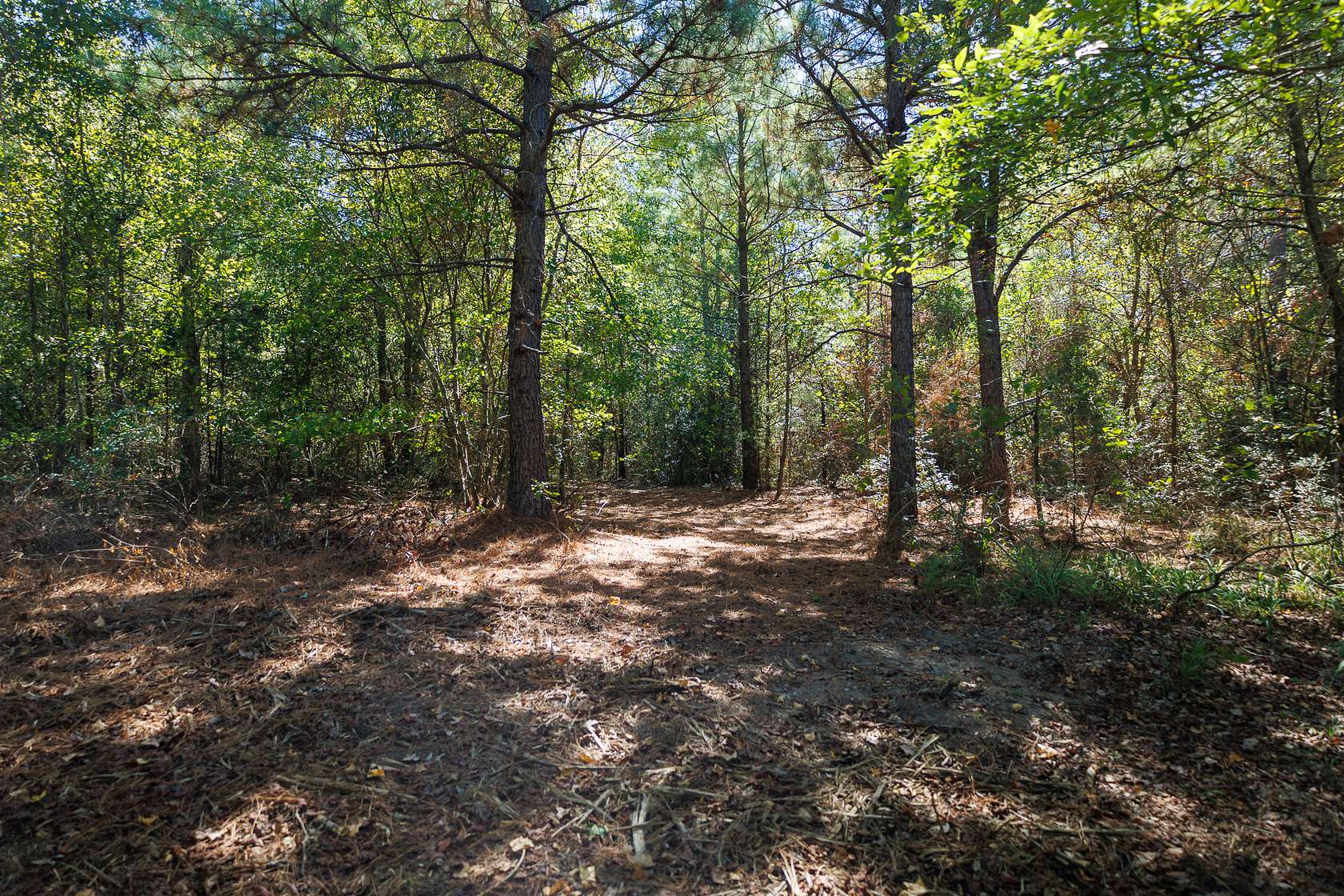 38.3 Acres of Land for Sale in Gilmer, Texas