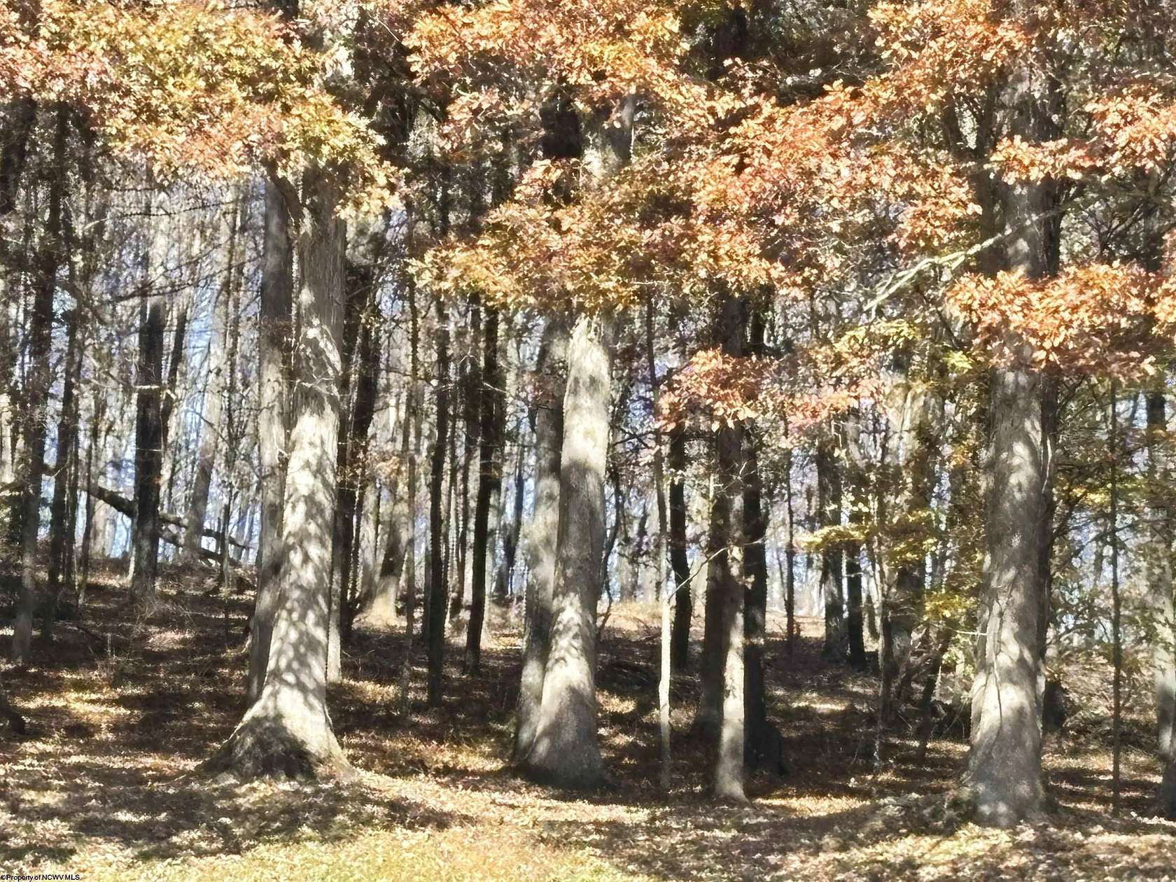 24.5 Acres of Recreational & Residential Land for Sale in Belington, West Virginia