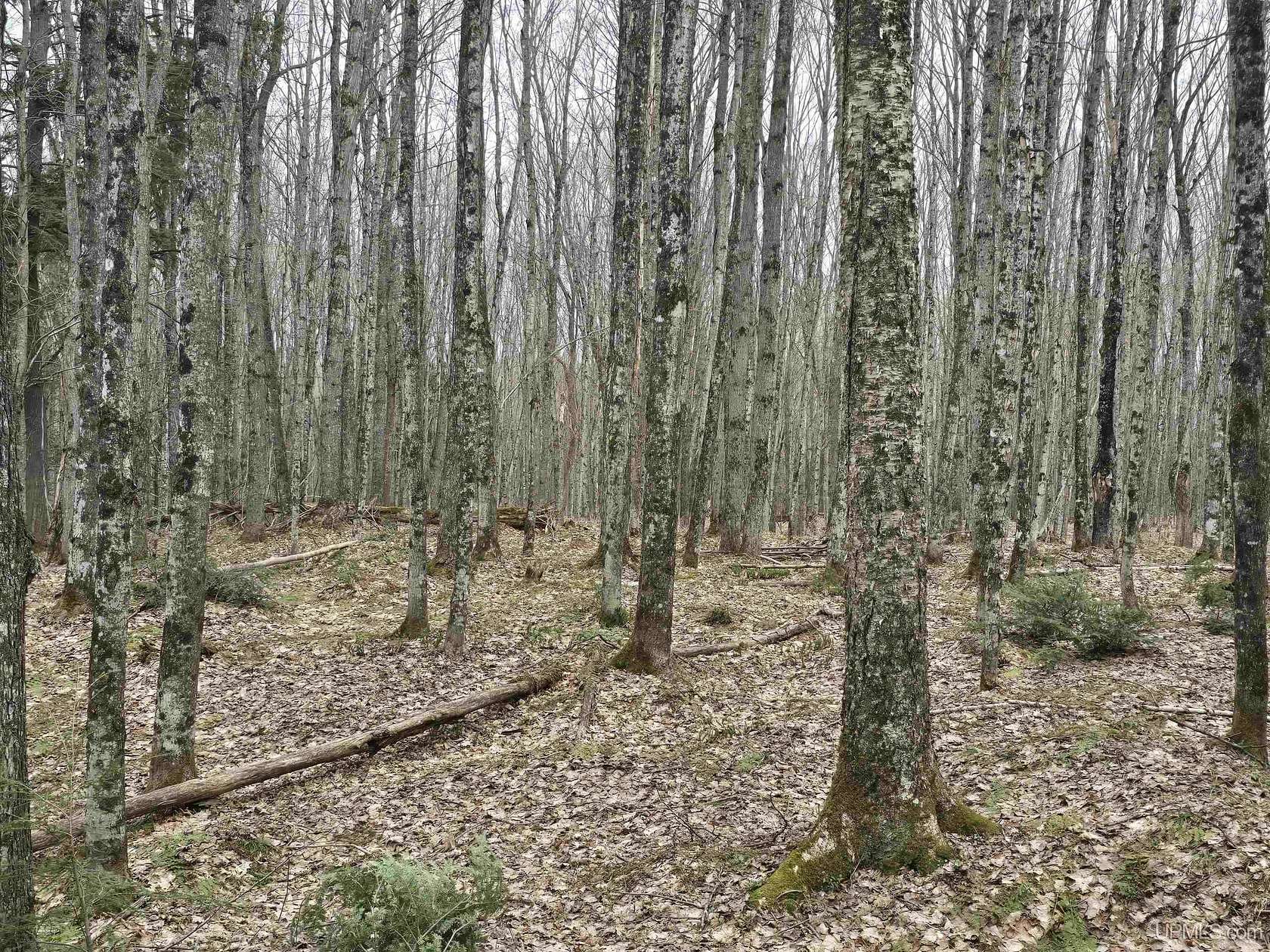 13.2 Acres of Recreational Land for Sale in Nisula, Michigan