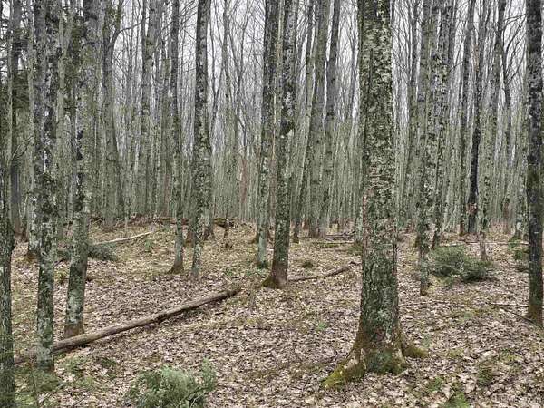 13.2 Acres of Recreational Land for Sale in Nisula, Michigan