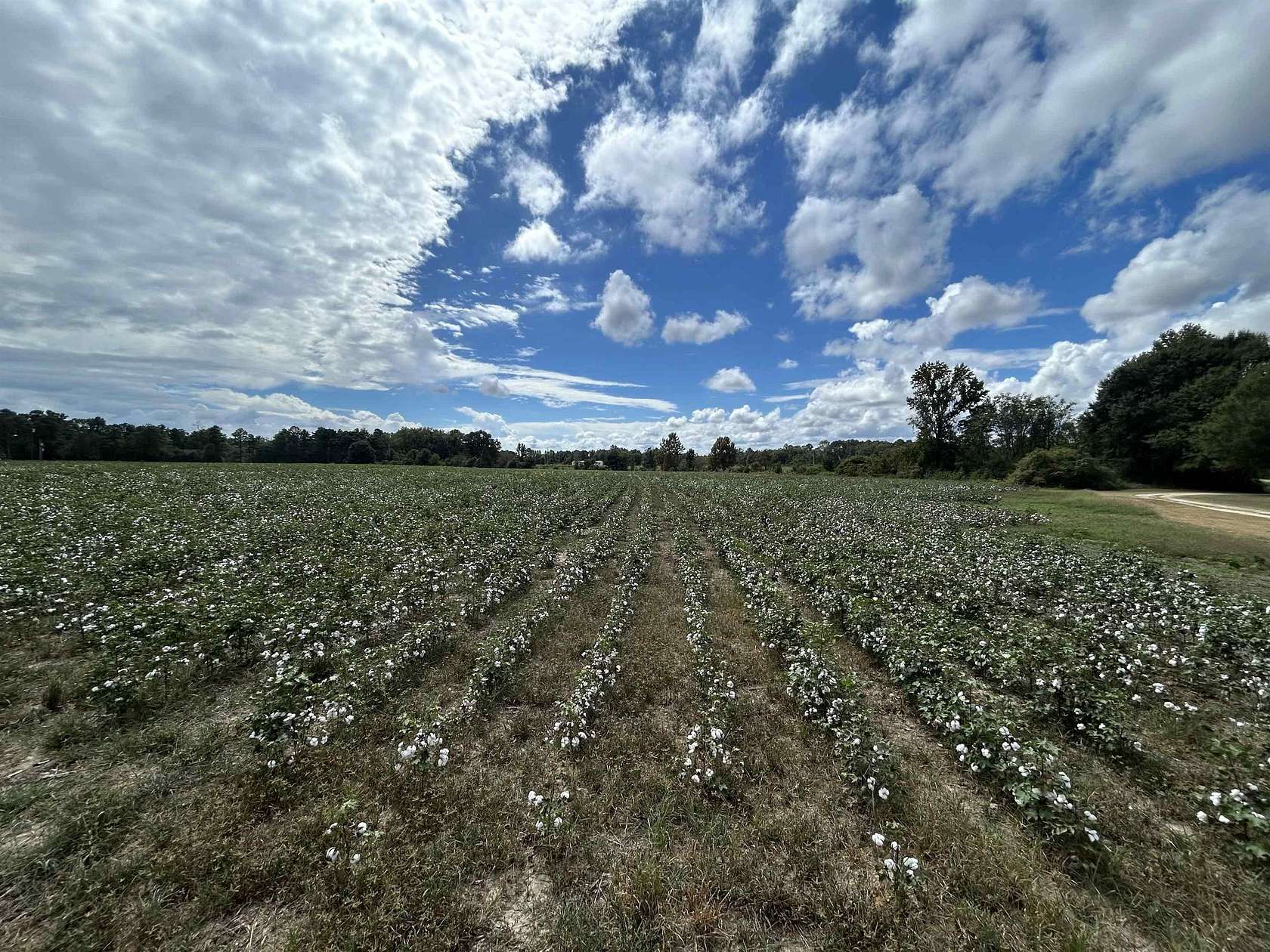 30 Acres of Land for Sale in Andalusia, Alabama