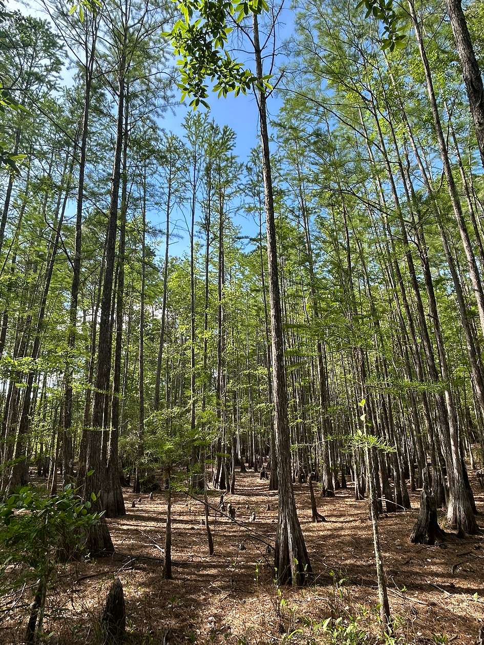 80 Acres of Recreational Land for Sale in Black, Alabama