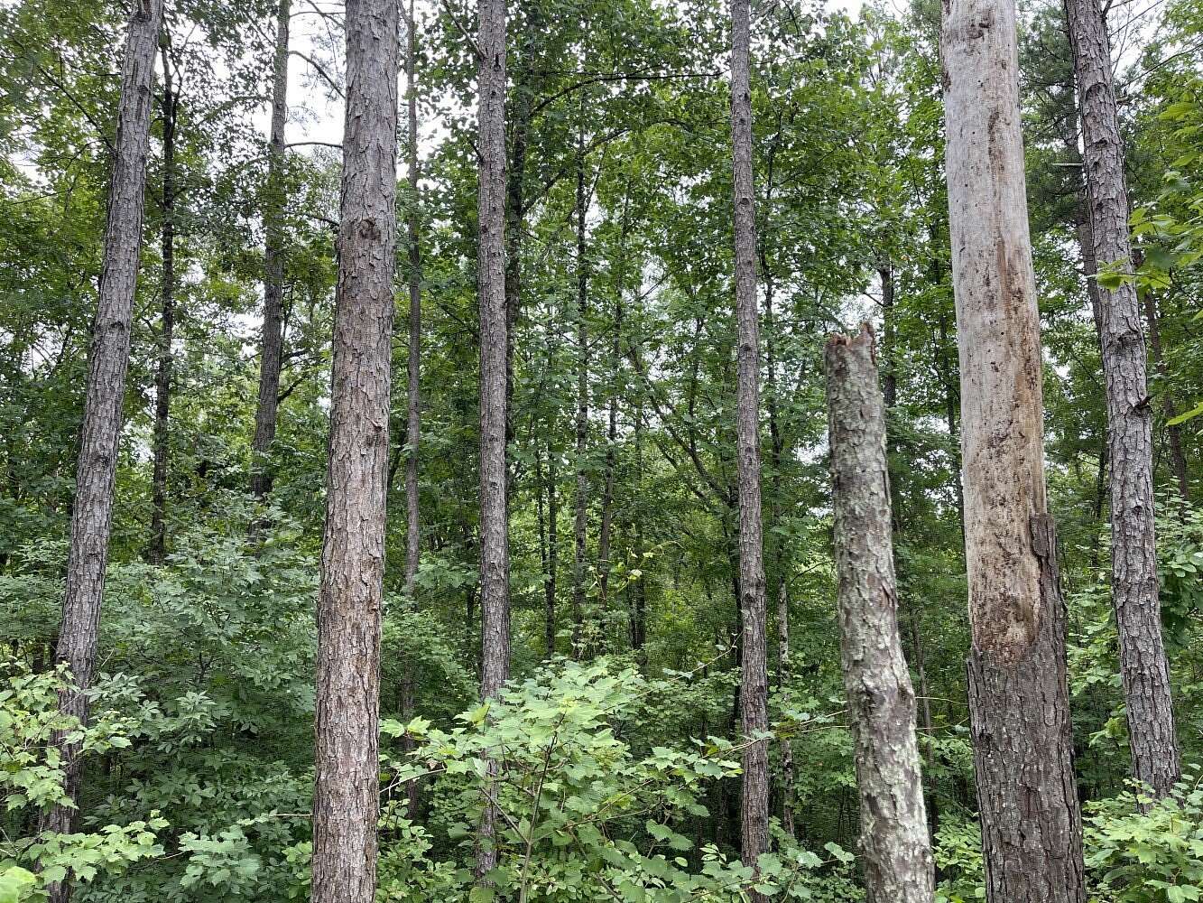 120 Acres of Recreational Land for Sale in Tuscaloosa, Alabama