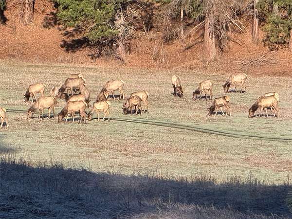 123 Acres of Recreational & Residential Land for Sale in Superior, Montana