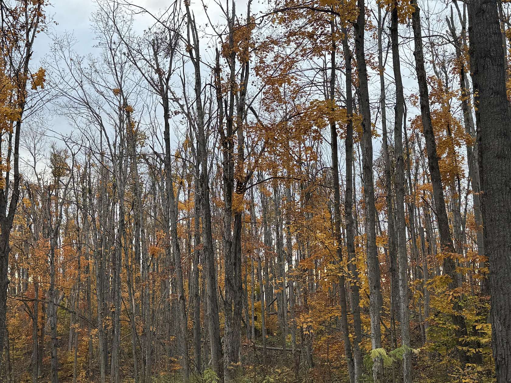 25.1 Acres of Recreational Land for Sale in Vanderbilt, Michigan