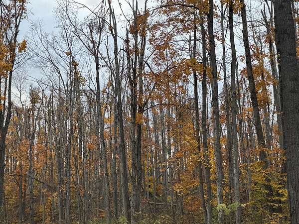 25.1 Acres of Recreational Land for Sale in Vanderbilt, Michigan