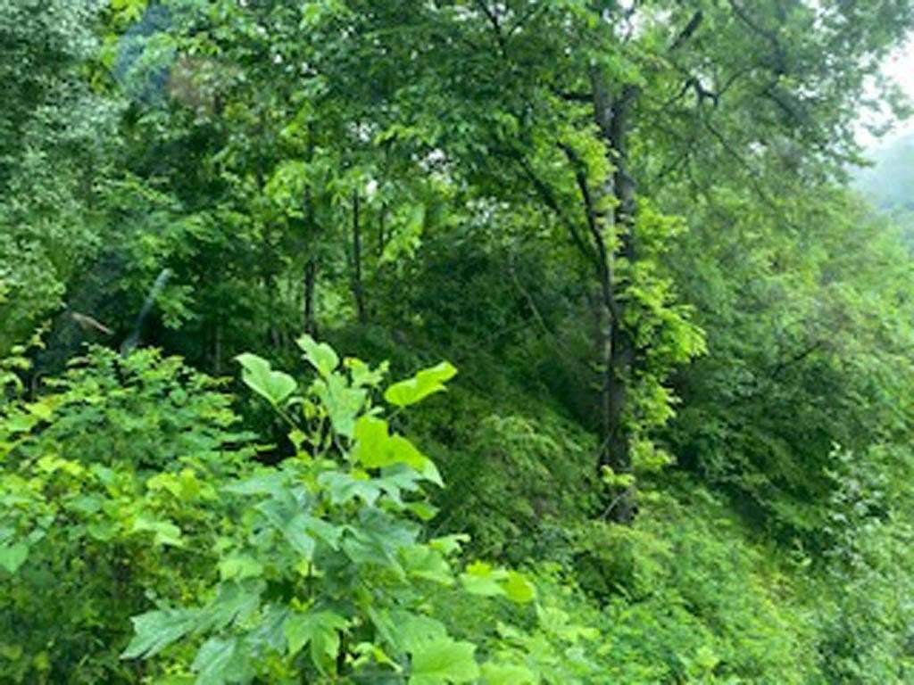 1.49 Acres of Residential Land for Sale in Pikeville, Kentucky