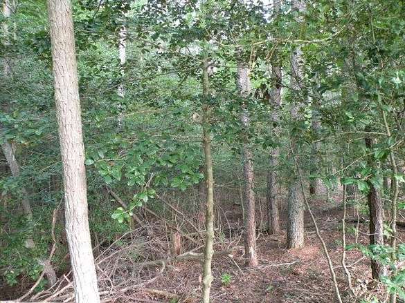2 Acres of Residential Land for Sale in Belle Haven, Virginia