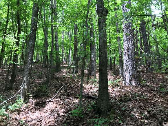 208 Acres of Land for Sale in McCalla, Alabama