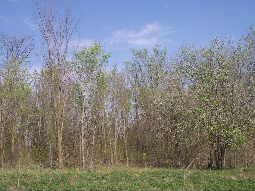 1.55 Acres of Land for Sale in Lonsdale, Minnesota