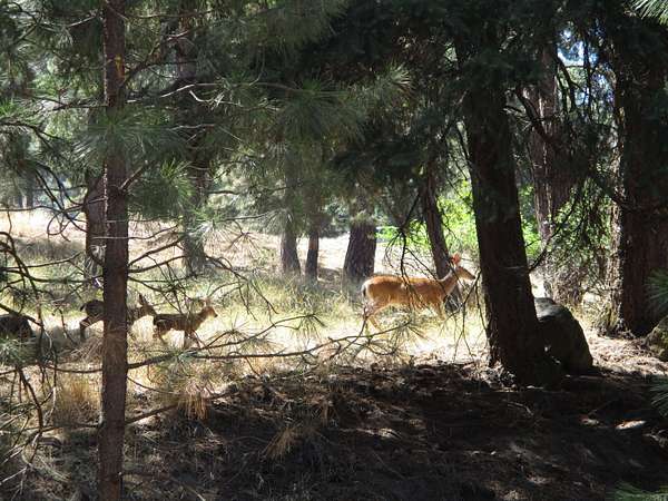 0.36 Acres of Residential Land for Sale in Klamath Falls, Oregon