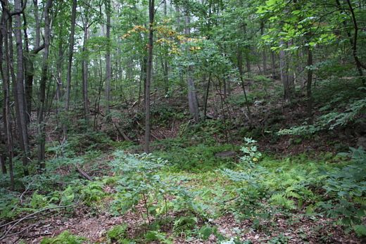 6.4 Acres of Recreational Land for Sale in Gore, Virginia