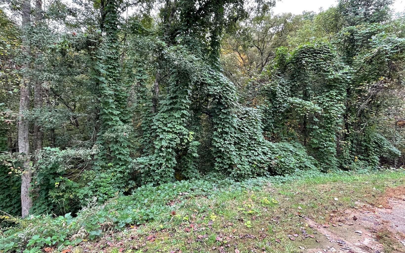 1.66 Acres of Land for Sale in Young Harris, Georgia