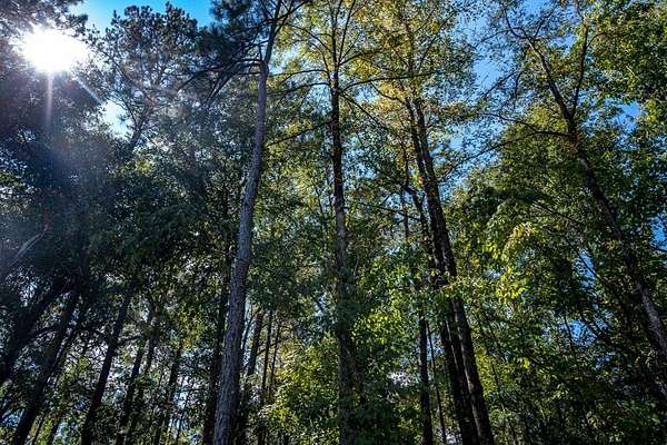 1 Acre of Residential Land for Sale in Columbus, Georgia