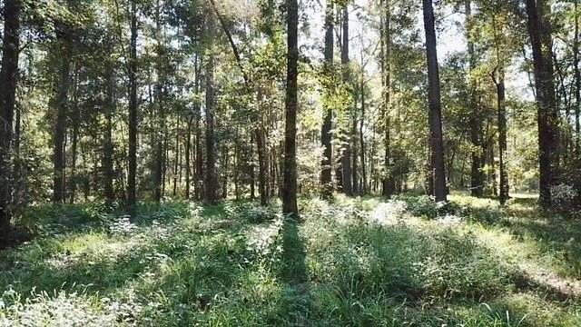 22.5 Acres of Recreational & Residential Land for Sale in Soso, Mississippi