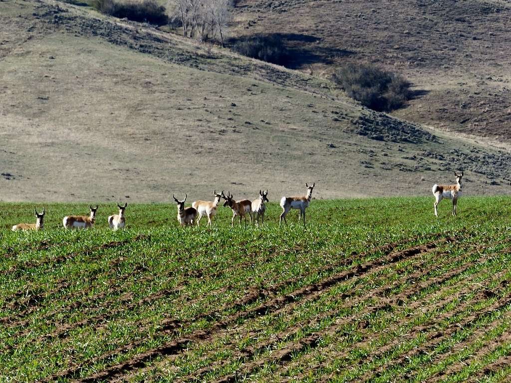 396 Acres of Recreational Land & Farm for Sale in Craig, Colorado