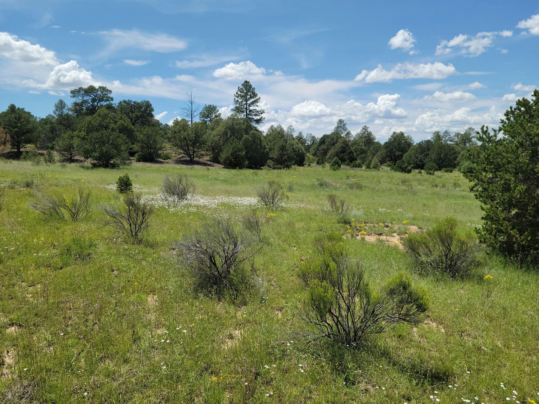 24.9 Acres of Land for Sale in Pie Town, New Mexico
