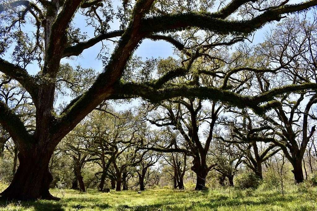 100 Acres of Agricultural Land for Sale in Angleton, Texas