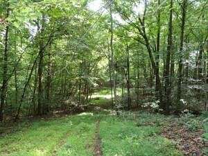 16.5 Acres of Land for Sale in Monticello, Kentucky