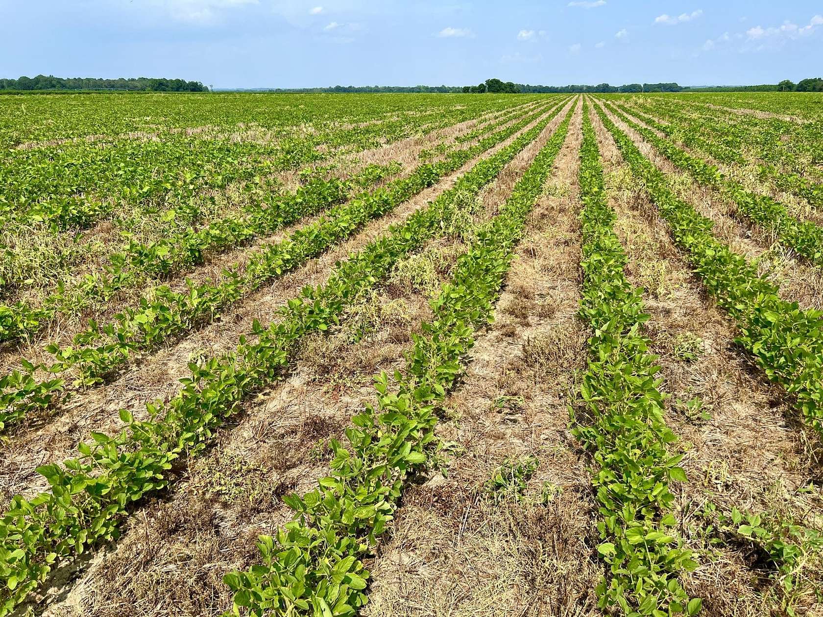 38 Acres of Land for Sale in Oglethorpe, Georgia