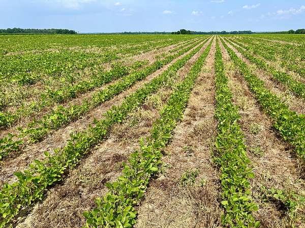 38 Acres of Land for Sale in Oglethorpe, Georgia