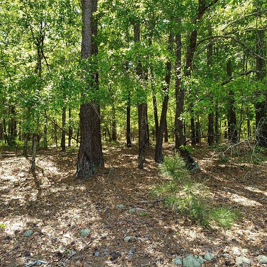 11.1 Acres of Land for Sale in Ridge Spring, South Carolina